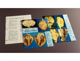 BOOK GUIDE CONCISE PHOTO SHEEP BRAIN