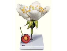 MODEL CHERRY BLOSSOM WITH FRU