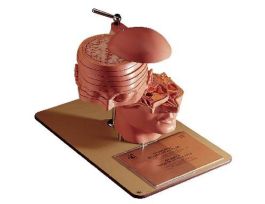MODEL HORIZONTAL SECTIONS OF HEAD