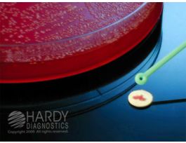 NITROCEF DISKS 50 VIALS