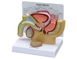 MODEL MALE PELVIS WITH SEPARATE PROSTATE