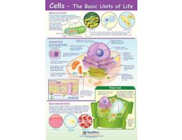 POSTER CELLS NEW PATH. PK