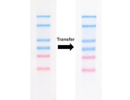 LADDER COLOR MICRO RNA RIBOREADY 25RXN