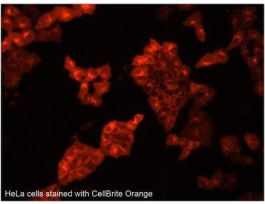 ORANGE CYTOPLASMIC MEMBRANE KT