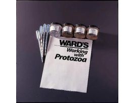 AMOEBAE SET 4 CULTURES LIVE