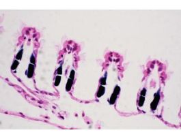 CLAM GILL (CS)H&E SHOWS TYPICAL CILIATED