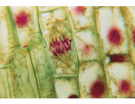 GENERAL BIO. SET/25 WARDS