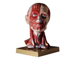 MODEL MUSCULAR HEAD