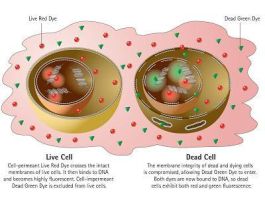EARLYTOX CELL INTEGRITY KIT 200 WELLS