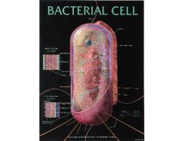CHART WALL BACTERIAL CELL 46 CMX 61 CM