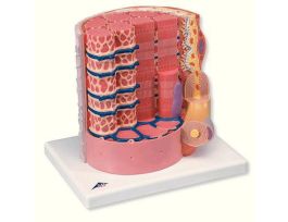 MODEL MUSCLE FIBER
