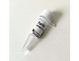 Furin 250 units, Protease