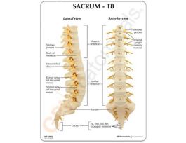 MODEL SPINE SACRUM T8