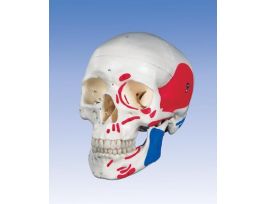 MODEL PAINTED SKULL W/KEY