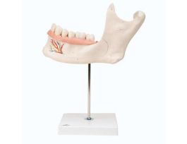 MODEL HALF LOWER JAW 6-PART