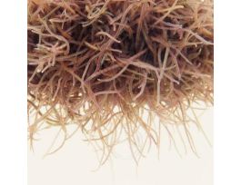 BLACKWORM (150ML) LUMBRICULUS VARIEGATUS