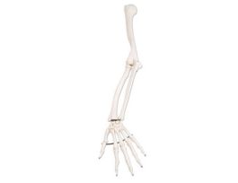 MODEL ARM SKELETON