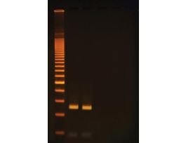 Quick PCR: 2 Step PCR with Lambda EA