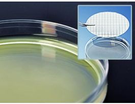 MEDIUM MEI AGAR W/15X60MM PLTD 11ML PK10