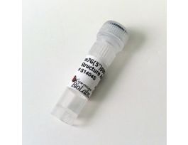 M7G(5')PPP(5')G RNA CAP - 1 UM