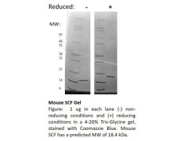 200-09-500UG MOUSE SCF