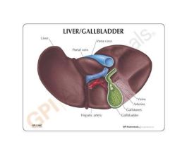 MODEL INTRODUCTORY LIVER