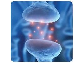 NEUROTRANSMITTER UPTAKE ASSAY SAMPLE KIT