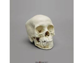 MODEL SKULL CHILD 12 YR OLD EX DENTITION