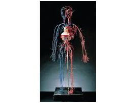 MODEL VASCULAR SYSTEM
