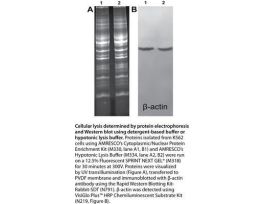 BUFFER HYPOTONIC LYSIS DETG FR 100MLPRT