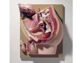 MODEL MALE PELVIS