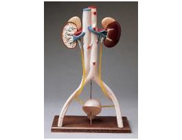 MODEL ECONO URINARY SYSTEM
