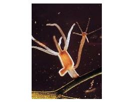 LIVE BUDDING HYDRA 120 STUDENTS