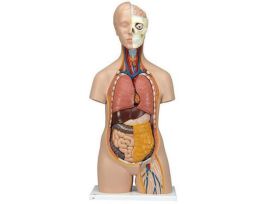 MODEL SEXLESS TORSO 12 PARTS