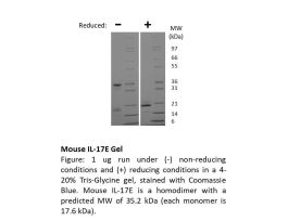 200-60AF-500UG MOUSE IL-17E / IL-25 (AF)
