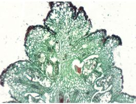 EQUISETUM MATURE STROBILUS (CS/LS) QS