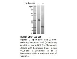 100-44AF-500UG HUMAN VEGF-165 (AF)