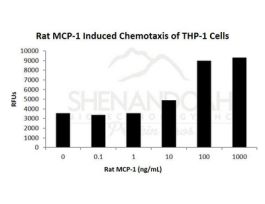 300-22-500UG RAT MCP-1 / CCL2