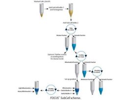 KIT SUBCELL FOCUS 2D ELP 50PREPS