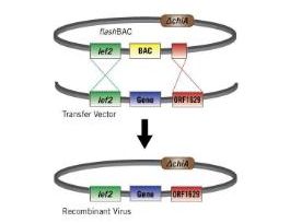 FLASHBAC ULTRA BACULOVIRUS EXPRESS RXN5