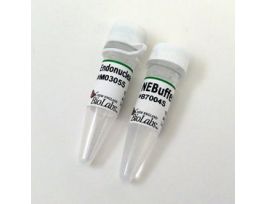 Endonuclease V 250 units.