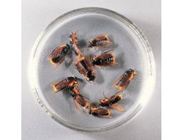 HORSEFLY (TABANUS) PRESERVED JAR/10