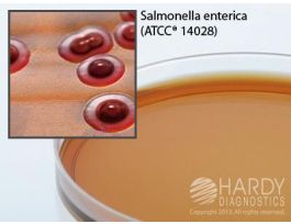 MEDIUM BRILLIANT GR AGAR NOVOBIOCIN PK10