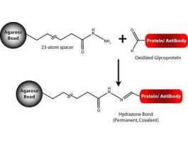 RESIN CARB CPLG 10ML F/IMMOB GPN