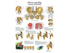 CHART HIP/PELVIS