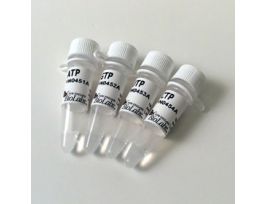 RIBONUCLEOTIDE SOL SET- 10UMOL