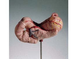 MODEL STOMACH 3 PRTS