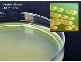 MEDIUM MALT EXTRACT AGAR PLATED PK10