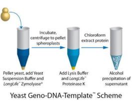 KIT YEAST GENO-DNA-TEMPLATE 100PREPS