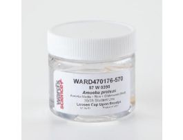 LIVE AMOEBA PROTEUS CULTURE 30 STUDENTS